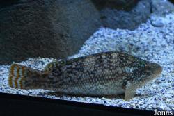 Symphodus melops