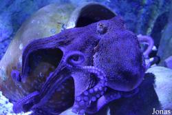 Acuario de Sevilla