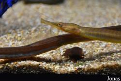Acuario de Sevilla