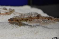 Acuario de Sevilla