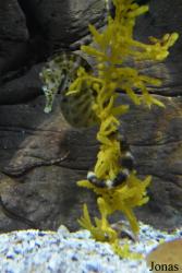 Acuario de Sevilla
