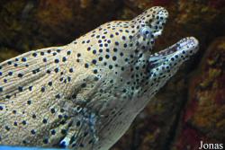 Gymnothorax javanicus