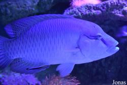Acuario de Sevilla