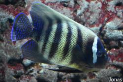 Pomacanthus sexstriatus
