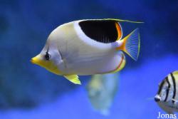 Acuario de Sevilla