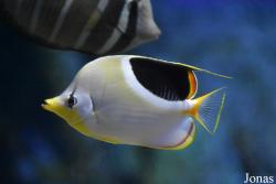 Chaetodon ephippium