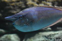 Acuario de Sevilla