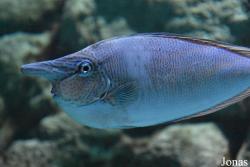 Acuario de Sevilla