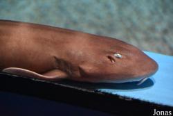 Acuario de Sevilla