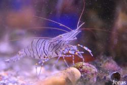 Palaemon elegans