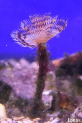 Sabella spallanzanii