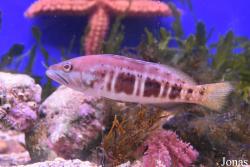 Serranus atricauda
