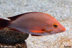 Lutjanus gibbus