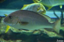 Plectorhinchus gaterinus