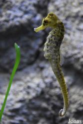 BioDomo