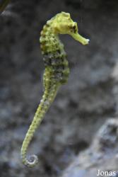BioDomo