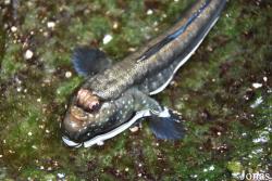 BioDomo