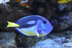 Paracanthurus hepatus