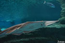 Aquarium Costa de Almería