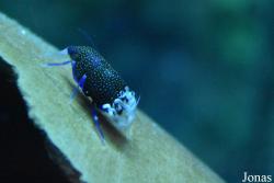Gnathophyllum elegans