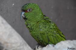 Loro Sexi