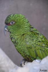 Loro Sexi
