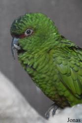 Loro Sexi
