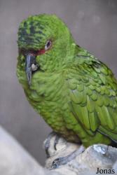 Loro Sexi