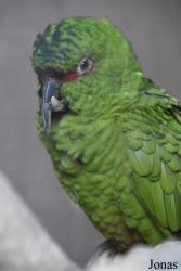 Loro Sexi