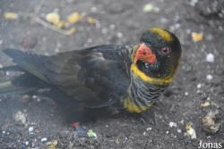 Loro Sexi