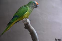 Loro Sexi