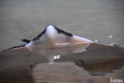 Acuario Almuñécar