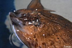 Acuario Almuñécar