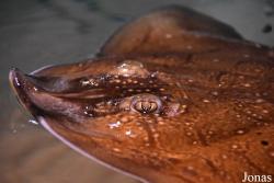 Acuario Almuñécar