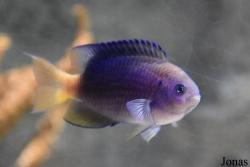 Acuario Almuñécar