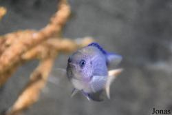 Acuario Almuñécar