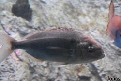 Acuario Almuñécar