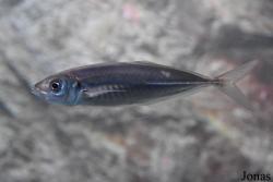 Acuario Almuñécar