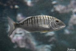 Acuario Almuñécar