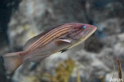 Epinephelus costae