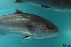 Seriola dumerili