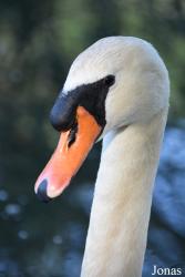 Kehl