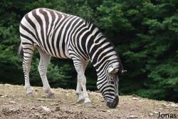 Parc Animalier de Bouillon
