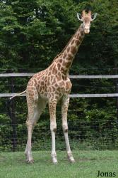 Parc Animalier de Bouillon