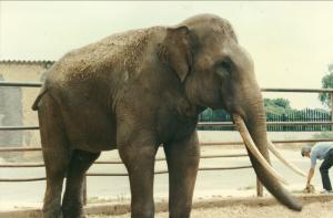 Éléphant asiatique mâle