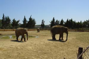 Première installation des éléphants