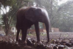 Éléphant de forêt d'Afrique (Loxodonta cyclotis)