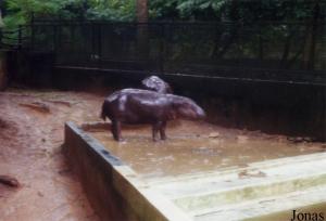 Enclos des hippopotames nains