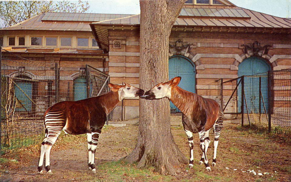 Les Zoos dans le Monde Bronx Zoo — free download