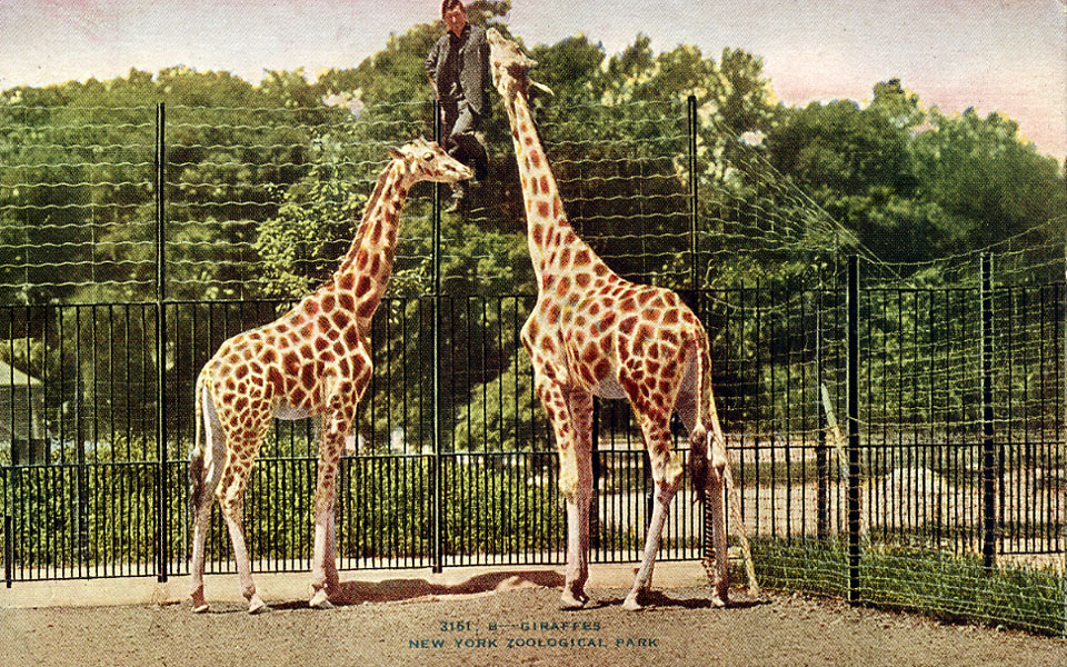 Les Zoos dans le Monde Bronx Zoo — free download